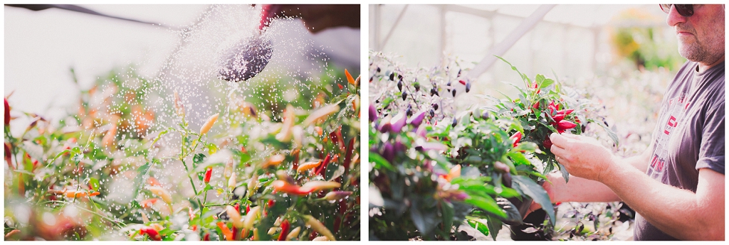 nurturing chilli plants, watering plants, commercial photography