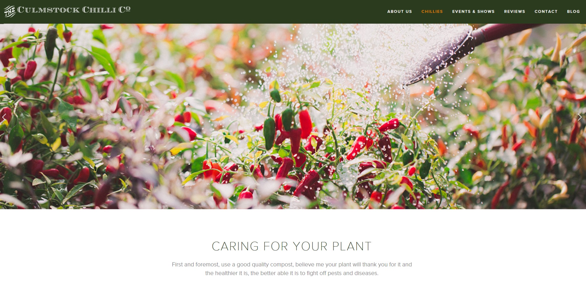 Screen shot of the Caring for your plant page on the Culmstock Chilli Co Website, commercial shoot by Perspectives Photography